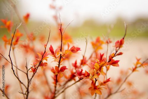 Beautiful flowering buds, the revival of nature, the background, macro photography of flowers, blooming leaves. Beautiful red branches with red leaves, nature background.