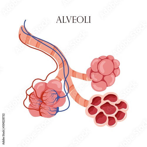 Anatomy alveoli. The air space in the lungs through which oxygen and carbon dioxide are exchanged. Vector illustration