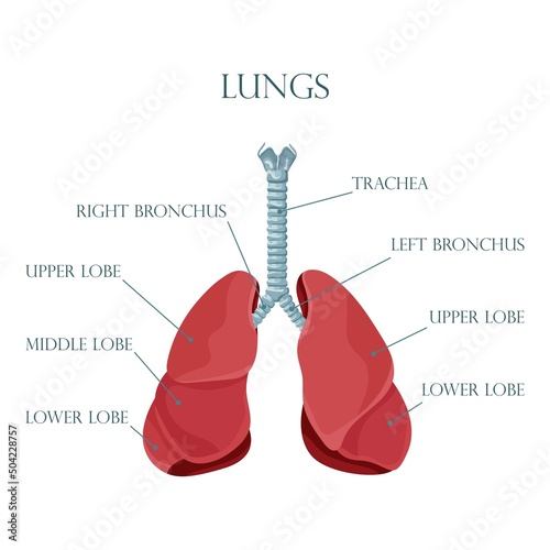 Diagram of human lungs and trachea, respiratory system, healthy lungs icon. Vector illustration isolated on a white background.