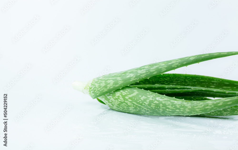 Aloe vera on a white background,fresh green aloe leaves isolated on white background Aloe vera on a white background,fresh green aloe leaves isolated on white background