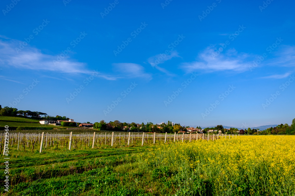 Colza fields and vineyards in the italian countryside
