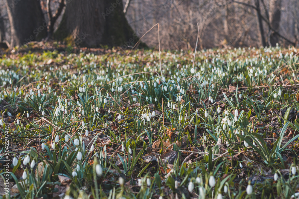 Obraz premium field of snowdrops bathed in the western sun growing in a deciduous forest and beautifying the day. A flower that awakens love in families with children and awakens nature