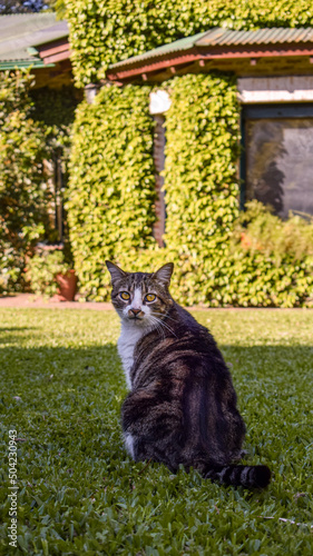 cat in the garden