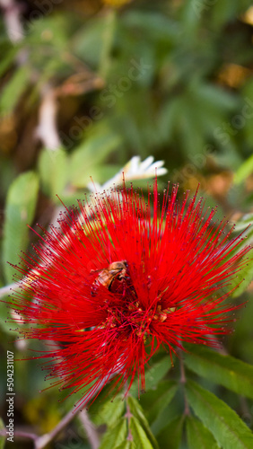 bee on flower