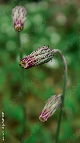 bee on a flower