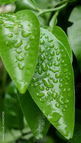 water drops on leaf