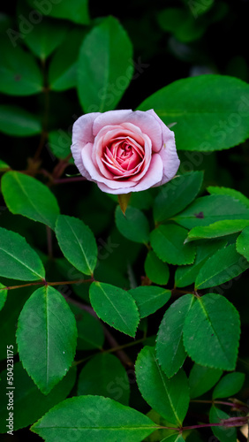 red rose in the garden