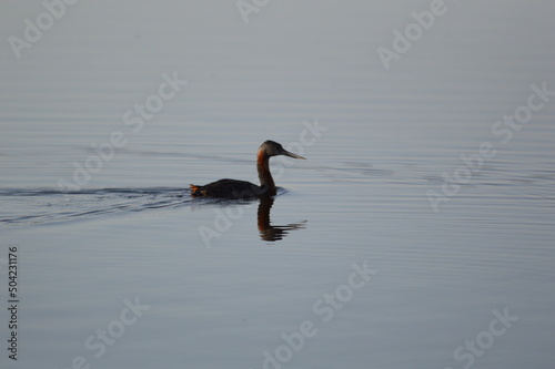 Duck in water
