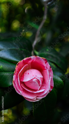 red rose with water drops