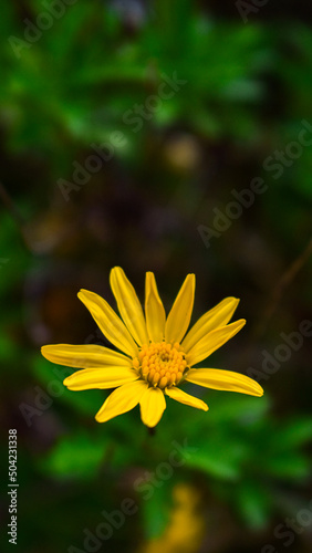 yellow flower