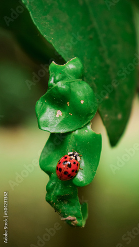 ladybug on leaf