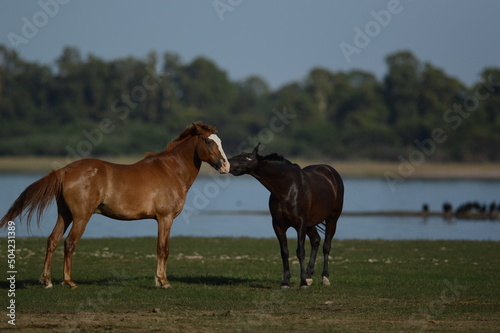 Animal love