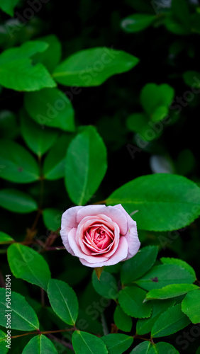 pink rose in water