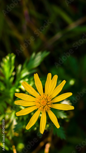 yellow flower in the garden