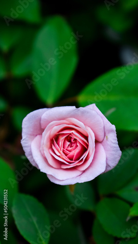 pink rose