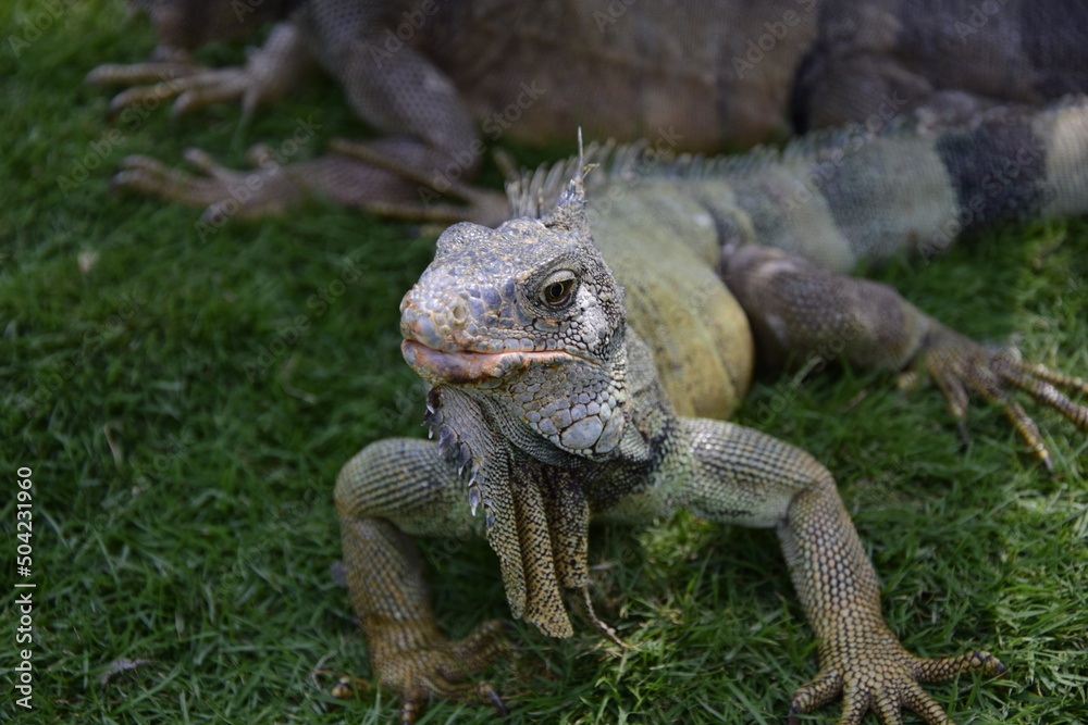 Obraz premium Iguanas on Seminario Park (Iguanas Park) and Metropolitan Cathedral - Guayaquil