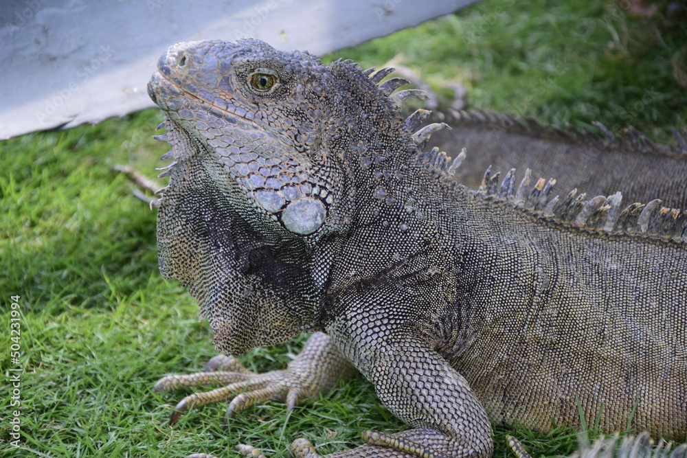 Fototapeta premium Iguanas on Seminario Park (Iguanas Park) and Metropolitan Cathedral - Guayaquil