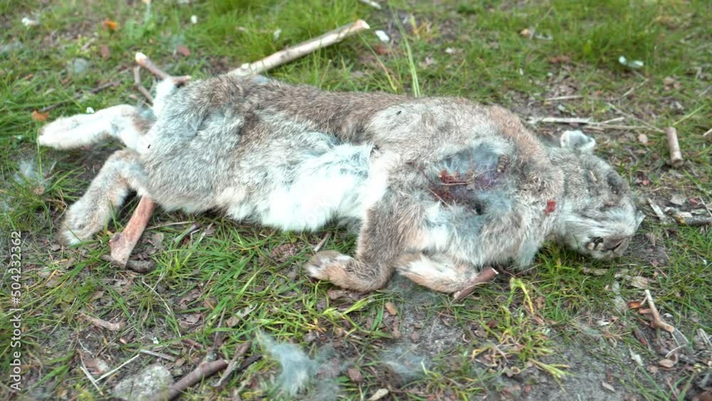 Disgusting killed rabbit lying on the grass on it's back. Dead corpse with bloody head,. 4k panning left. Disgusting killed rabbit lying on the grass on it's back. Dead corpse with bloody head,. 4k panning left.