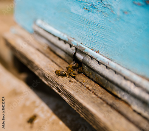Many bees return to the hive and enter the hive with the collected flower nectar and flower pollen. Healthy organic farm honey. The wooden beehive is blue. © Cherkasova Alie