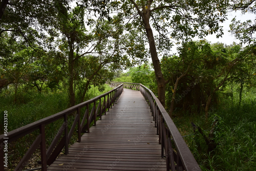Elevated wooden path that runs through a park of plants. Guayaquil