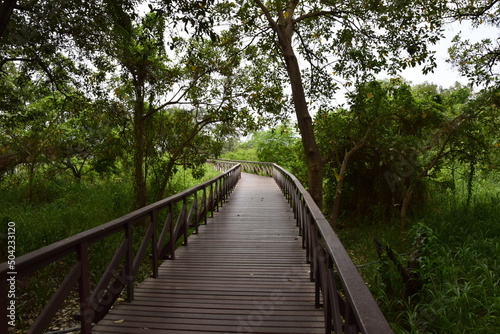 Elevated wooden path that runs through a park of plants. Guayaquil