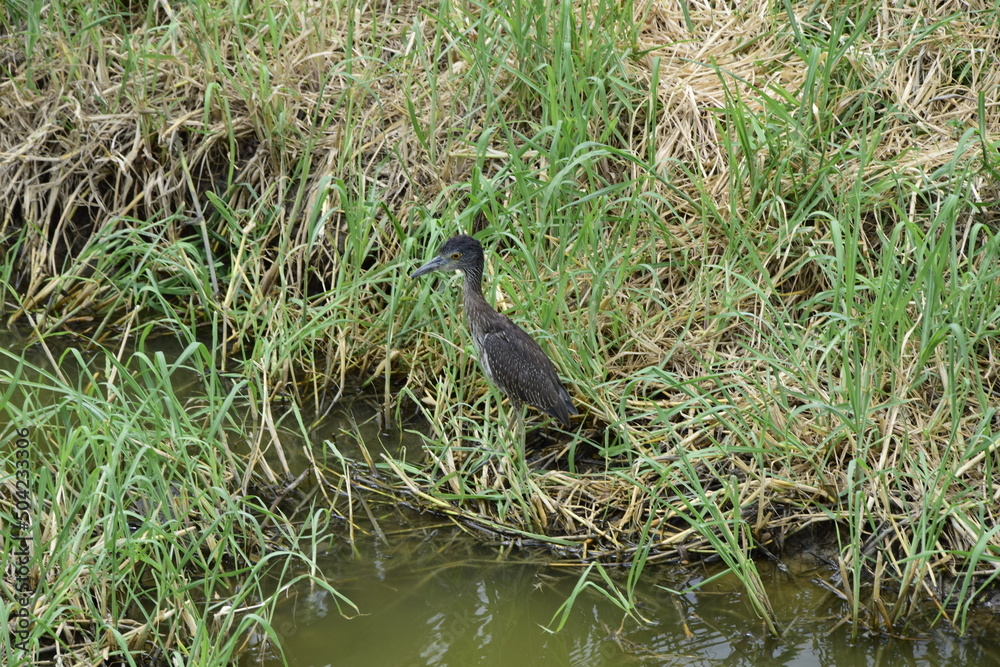 a bird in the grass on park of plants. Guayaquil, Ecuador a bird in the grass on park of plants. Guayaquil, Ecuador