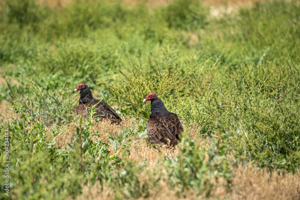 Two Turkey vulture (Cathartes aura) sitting on the ground in dry grass. Two Turkey vulture (Cathartes aura) sitting on the ground in dry grass.