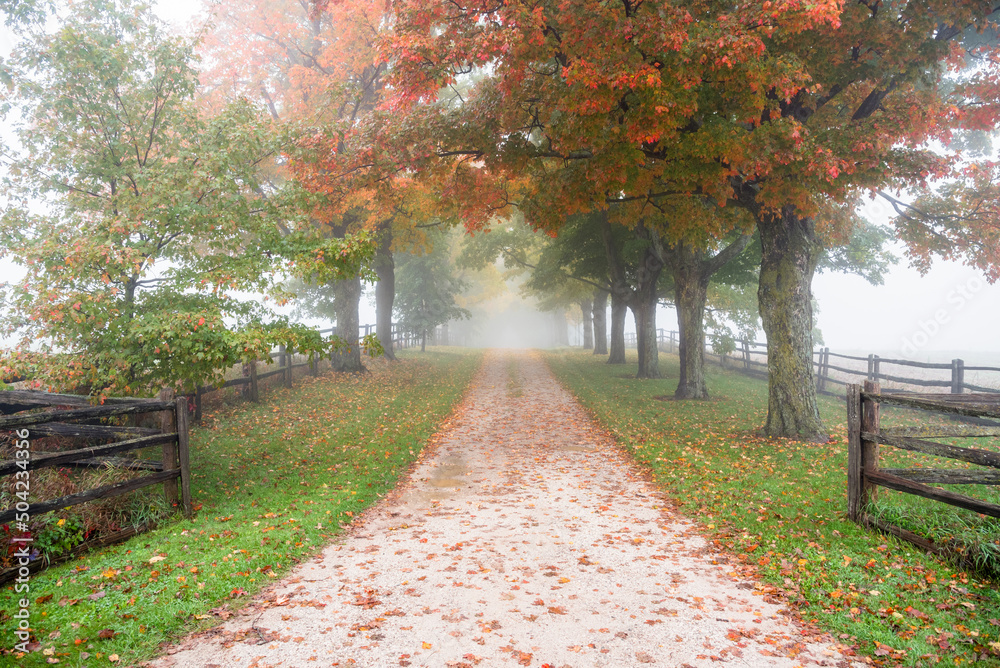 Unpaved tree lined country road shrouded in fog on a cold autumn mornig. Autumn colours.