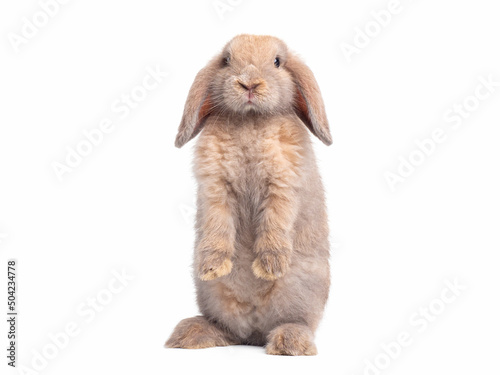 Front view of brown cute baby holland lop rabbit standing isolated on white background. Lovely action of young rabbit.