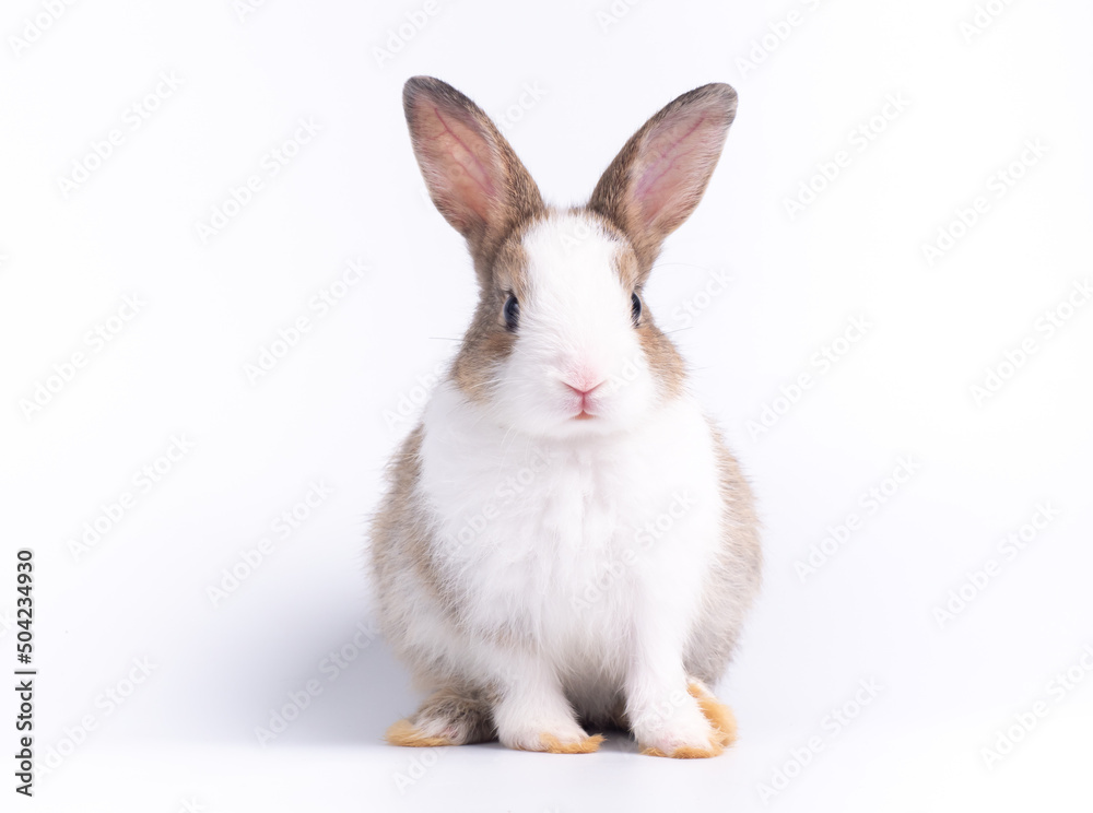 Front view of cute baby rabbit sitting isolated on white background. Lovely action of young rabbit.