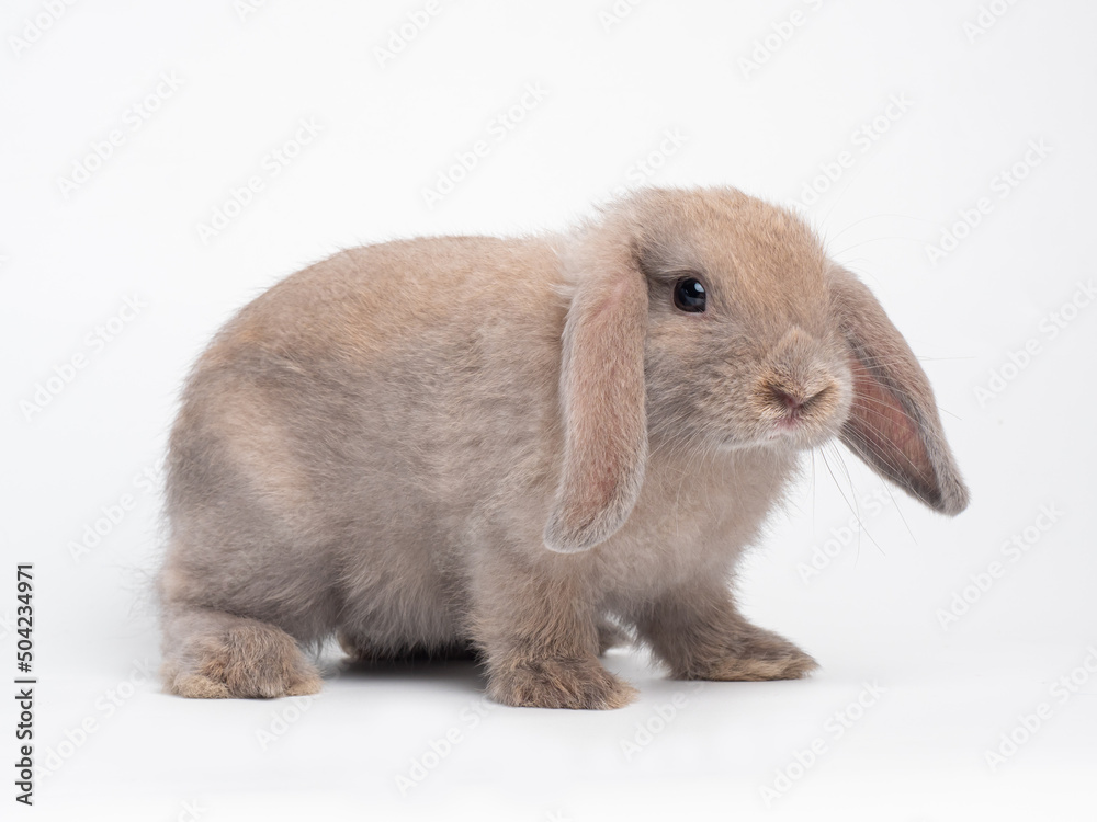 Brown cute rabbit standing isolated on white background. Lovely action of holland lop rabbit. Brown cute rabbit standing isolated on white background. Lovely action of holland lop rabbit.