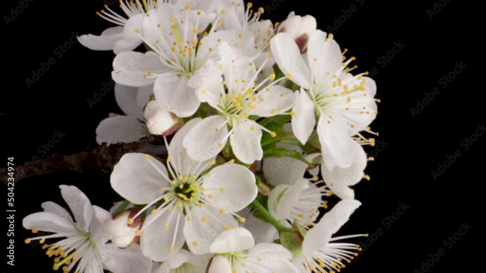 Time-lapse of a white flowers cherry blossom. Spring flower cherry blooming on black background, Vertical footage
