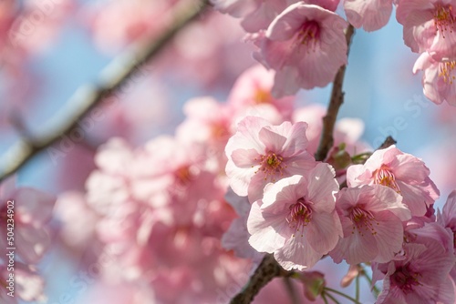 hanami flores de cerezo japon