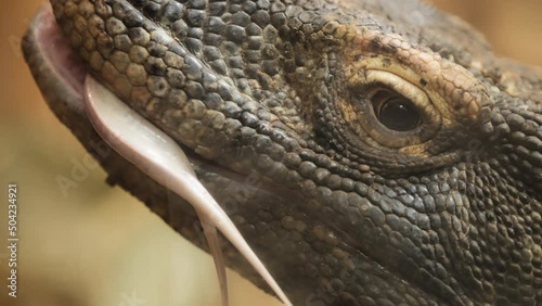 Close up of komodo dragon sticking out its tongue. Slow motion.  photo