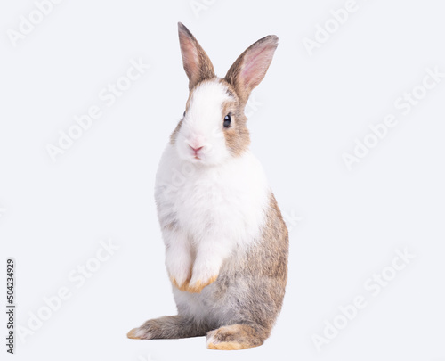 Front view of cute baby rabbit standing isolated on white background. Lovely action of young rabbit.