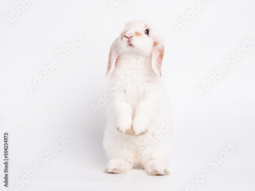 Front view of white cute baby holland lop rabbit standing on white background. Lovely action of young rabbit.