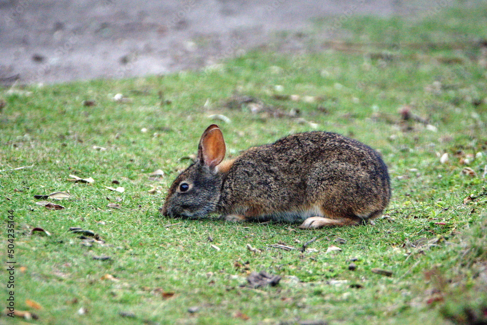 Fototapeta premium Wild rabbit grazing at Lago Mojanda outside of Otavalo, Ecuador