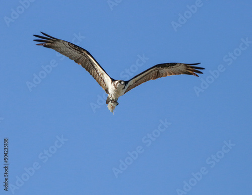 Osprey in Flight with Fish