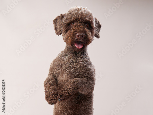 lagotto romagnolo on a beige background. Portrait of a funny puppy in the studio photo