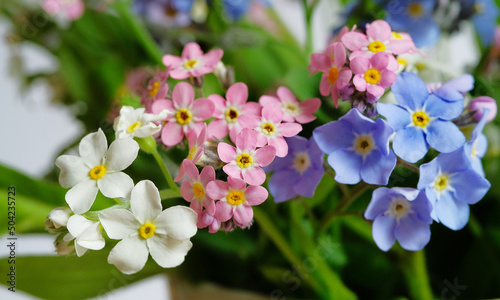 Multicolored forget-me-nots