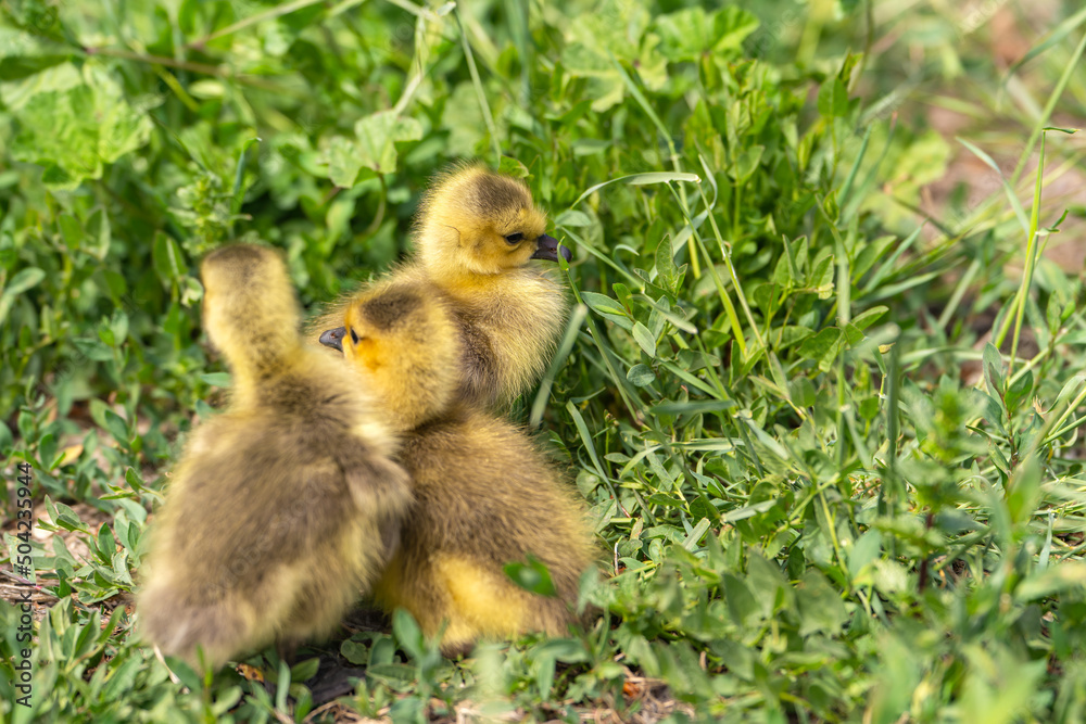 Fototapeta premium Canadian Goslings on the grass.