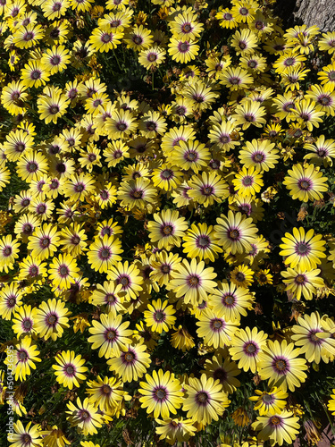 Wild flowers