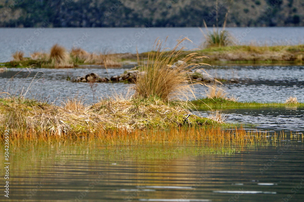 Clump of grass in Lago Mojanda outside of Otavalo, Ecuador Clump of grass in Lago Mojanda outside of Otavalo, Ecuador