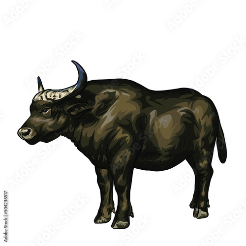 african buffalo Vector white background