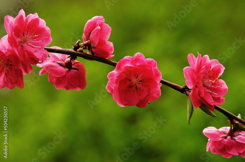 Fototapeta Naklejka Na Ścianę i Meble -  peach blossom branch
