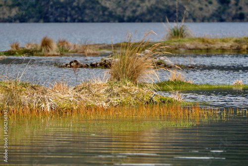 Clump of grass in Lago Mojanda outside of Otavalo, Ecuador