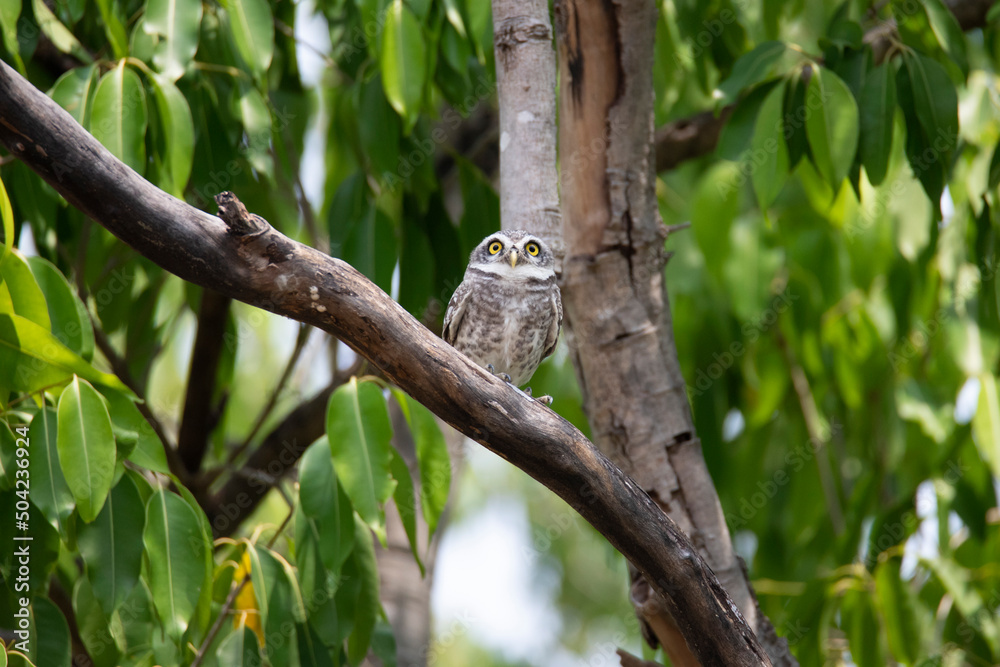 Fototapeta premium Spotted owlet perched on a tree