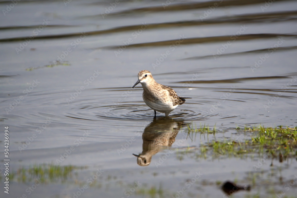 Baird's sandpiper (Calidris bairdii) wading in Lago Mojanda outside of Otavalo, Ecuador Baird's sandpiper (Calidris bairdii) wading in Lago Mojanda outside of Otavalo, Ecuador
