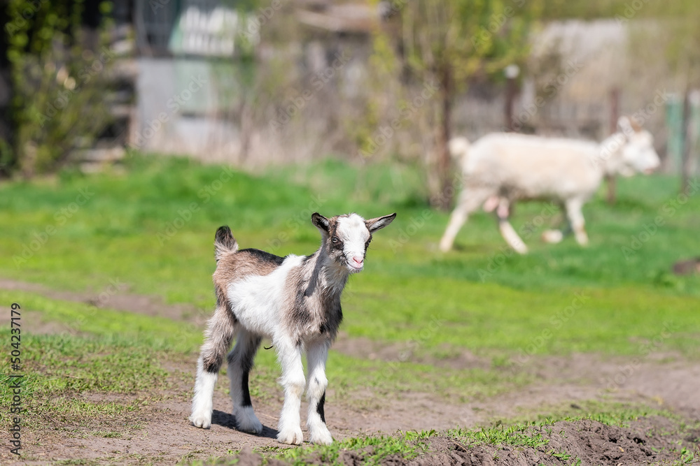 Obraz premium baby goat kids stand in long summer grass.