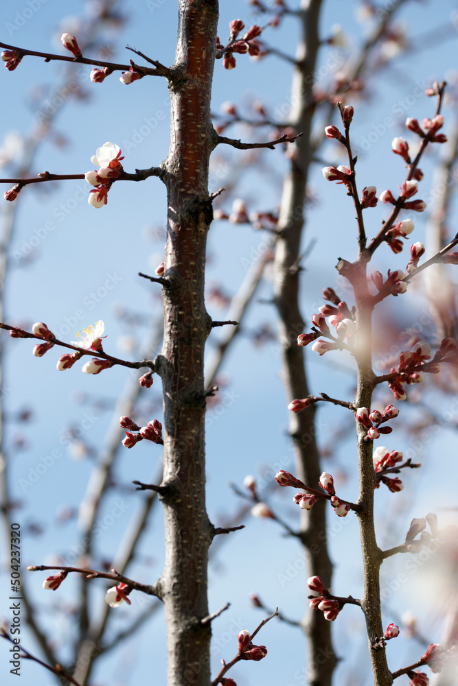 Blooming apricot in spring on a sunny day Blooming apricot in spring on a sunny day